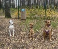 Айна, Лада и Босс ищут дом: знакомьтесь с хвостиками из приюта