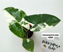 Клубни Алоказий