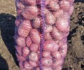Продажа картофеля и лука в Белоярском районе