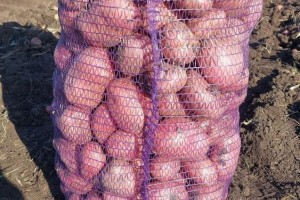 Продажа картофеля и лука в Белоярском районе