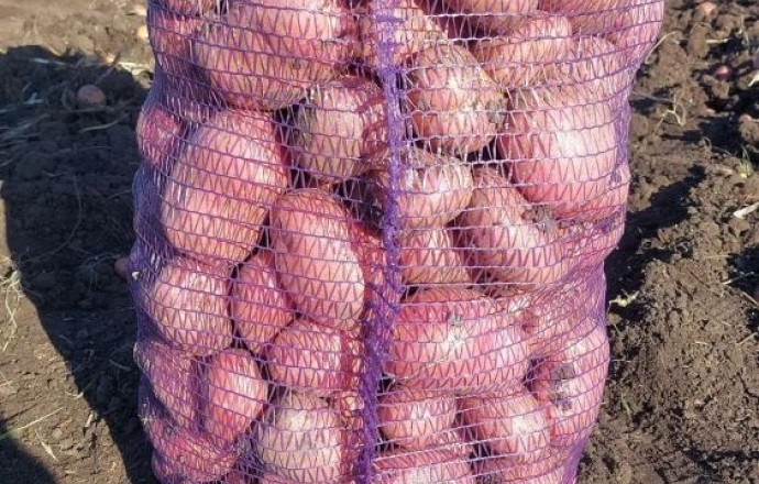 Продажа картофеля и лука в Белоярском районе