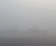 В понедельник Заречный и близлежащие деревни сёла накрыл туман