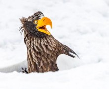 В конце декабря подвели итоги конкурса Comedy Wildlife Photography Awards 2025 - самых забавных фотографий дикой природы