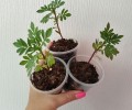 Рассада цветов и клубники