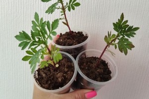 Рассада цветов и клубники