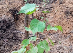 Больше 5 тысяч деревьев высадили в субботу, 6 сентября на территории Заречного