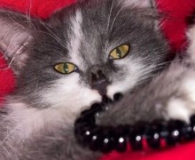 Помогите найти кошечку в Заречном