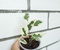 Фикусы, сансевиерия, эхеверия, аптения, адениумы