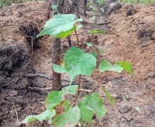 Больше 5 тысяч деревьев высадили в субботу, 6 сентября на территории Заречного