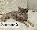 Три молодых кошки из Заречного ищут дом и заботливых хозяев