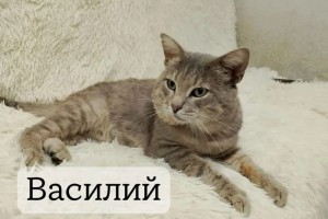 Три молодых кошки из Заречного ищут дом и заботливых хозяев