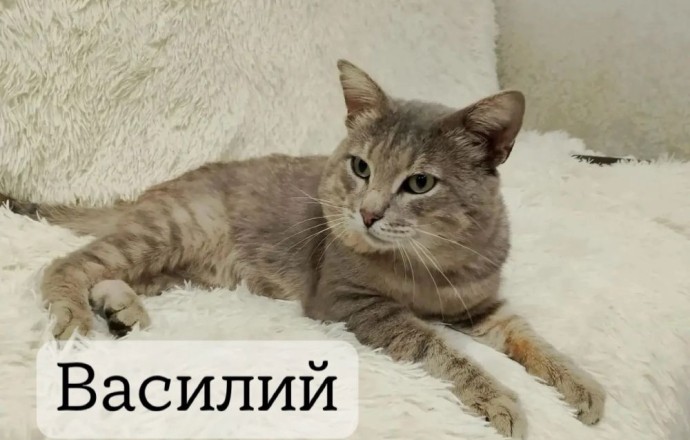 Три молодых кошки из Заречного ищут дом и заботливых хозяев