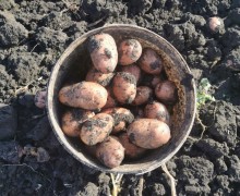 Продам картофель с бесплатной доставкой
