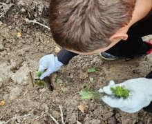 В Режиковском лесничестве высадили сибирские ели в рамках акции «Сохраним лес»