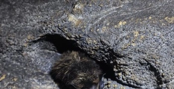 Летучих мышей, занесённых в Красную книгу Свердловской области, возьмут под усиленную защиту