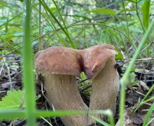 Определены победители IX международного проекта «Территория успеха: в объятиях природы»