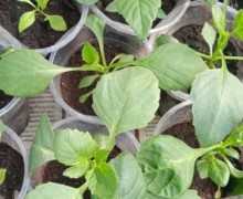 Продам остатки рассады