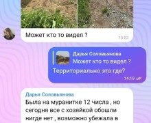 В Заречном и окрестностях ищут пропавшую собаку
