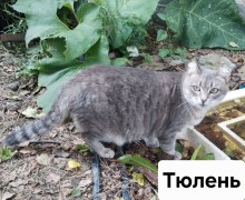 Ищут дом молодые кошки: возраст 1–2 года, приучены к лотку