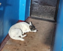 Помогите найти дом бездомному псу Малышу