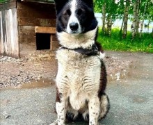 Одди из Первоуральского приюта ищет новый дом