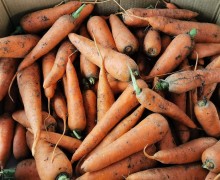 Продажа картофеля, лука и моркови урожая 2026 года