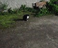 Помогите найти хозяев молодого кота на Алещенкова, 9