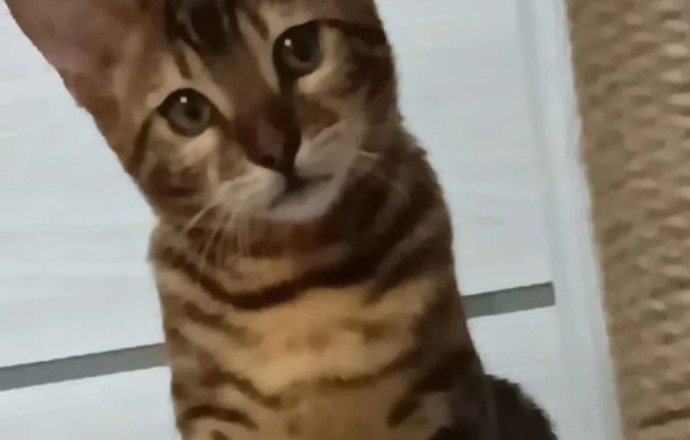 Потерялась кошка в Косулино и ближайших поселках, городах