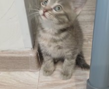 Отдам котят, приученных к лотку