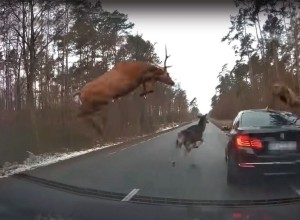 У лосей начался гон