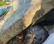 Серый котик с Муранитки ищет дом до холодов