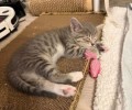 Котята ищут заботливых хозяев