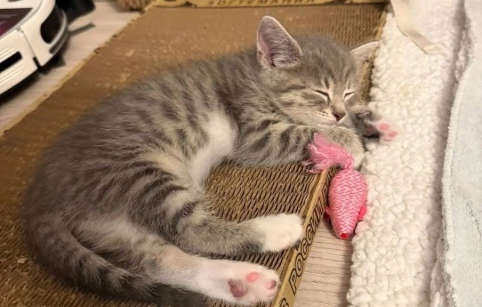 Котята ищут заботливых хозяев