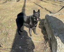 Черный кот по кличке Блэк ищет хозяев