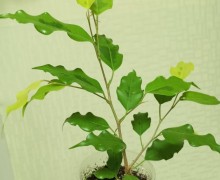 Продам сингониумы, диффенбахию, фикус, кротон