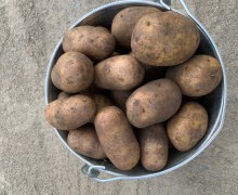Продам картошку с собственного участка