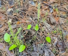Краснокнижные орхидеи нашли в Липовском карьере под Режом