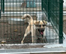 Пёс Изя ищет ответственных хозяев в Заречном