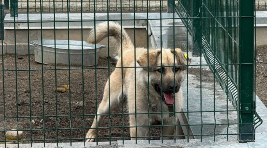 Пёс Изя ищет ответственных хозяев в Заречном