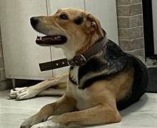 Весёлый и ласковый пёс Босс ищет добрых хозяев