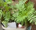 Продам 15 шт бархатцев