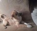 Отдаем в добрые руки кота Луки