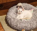 Котёнок Айси ищет дом: девочка окраса колор-пойнт из заброшенного сада