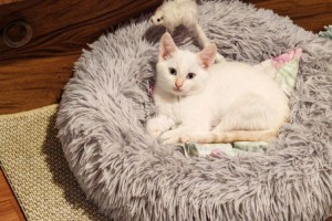 Котёнок Айси ищет дом: девочка окраса колор-пойнт из заброшенного сада