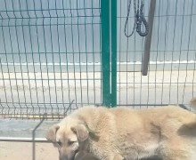 Пёс Изя ищет заботливых хозяев в Заречном