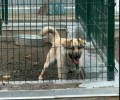 Ищет дом большой пёс Изя: добряк с охранными качествами