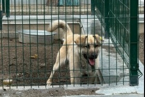 Ищет дом большой пёс Изя: добряк с охранными качествами