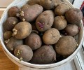 Продам 10л ведро картошки на посадку 300р
