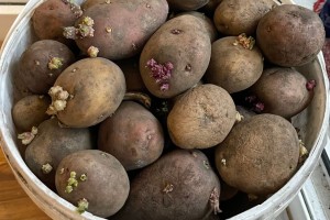 Продам 10л ведро картошки на посадку 300р