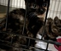 Две стерильные черепашки ищут новый дом